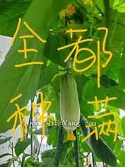 把修真界种满后图片