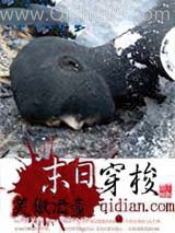 末日穿梭图片